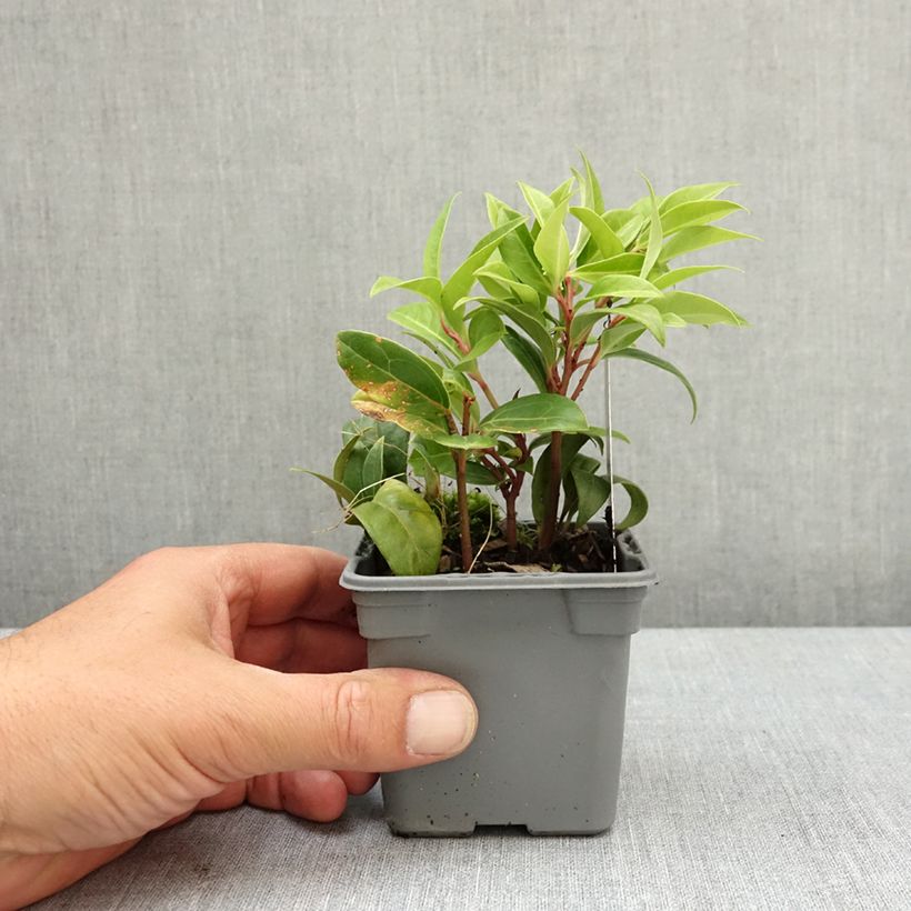 Exemplaar van Sarcococca Winter Gem - Vleesbes Kweekpotje van 8/9 cm zoals geleverd in de lente
