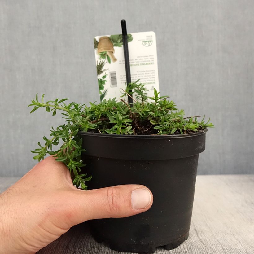 Exemplaar van Satureja spicigera - Kruipbonenkruid Pot van 1,5 l/2 l zoals geleverd in de lente