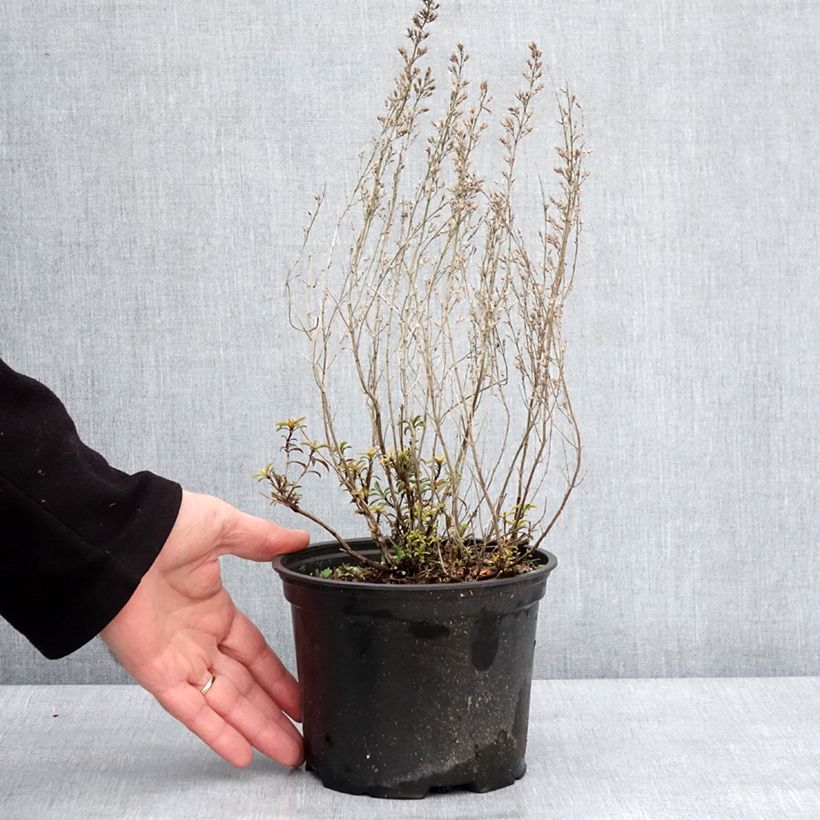 Example of Sarriette vivace - Satureja montana Pot van 2 l/3 l as you get in hiver