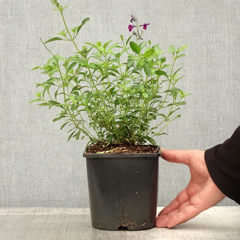 Exemplaar van Salvia greggii Amethyst Lips - Herfstsalie Pot van 2 l/3 l zoals geleverd in de herfst