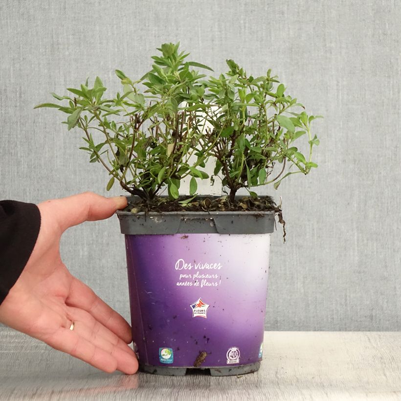 Exemplaar van Salvia greggii Amethyst Lips - Herfstsalie Pot van 2 l/3 l zoals geleverd in de lente