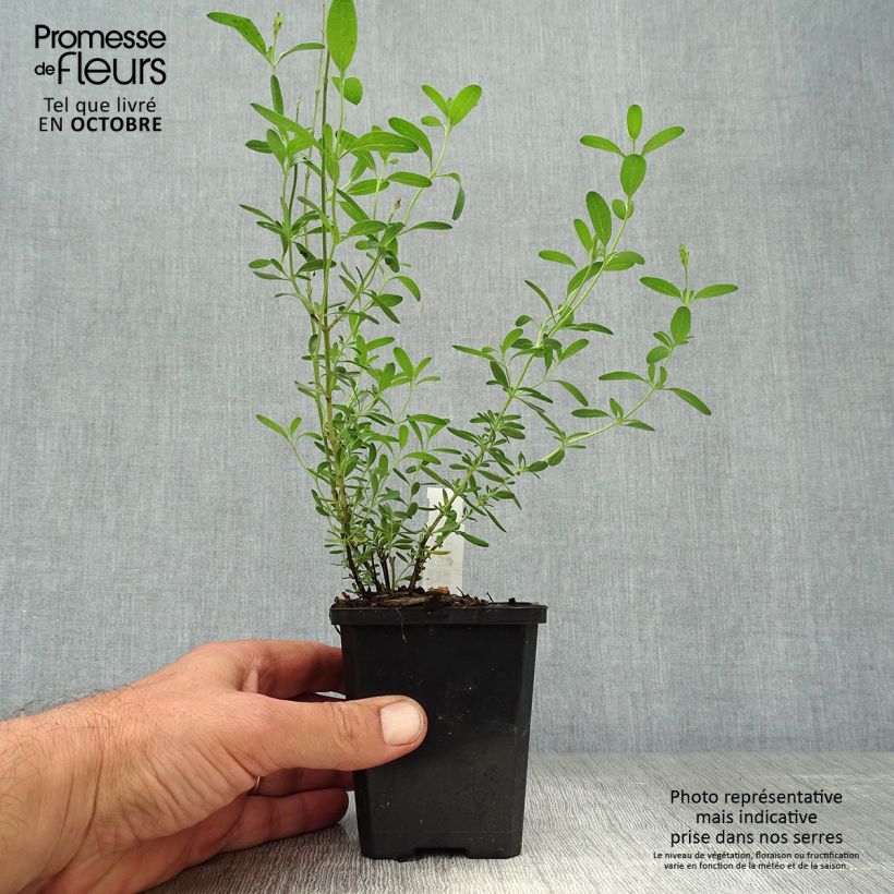 Exemplaar van Salvia microphylla Blue Note - Struiksalie Kweekpotje van 8/9 cm zoals geleverd in de herfst