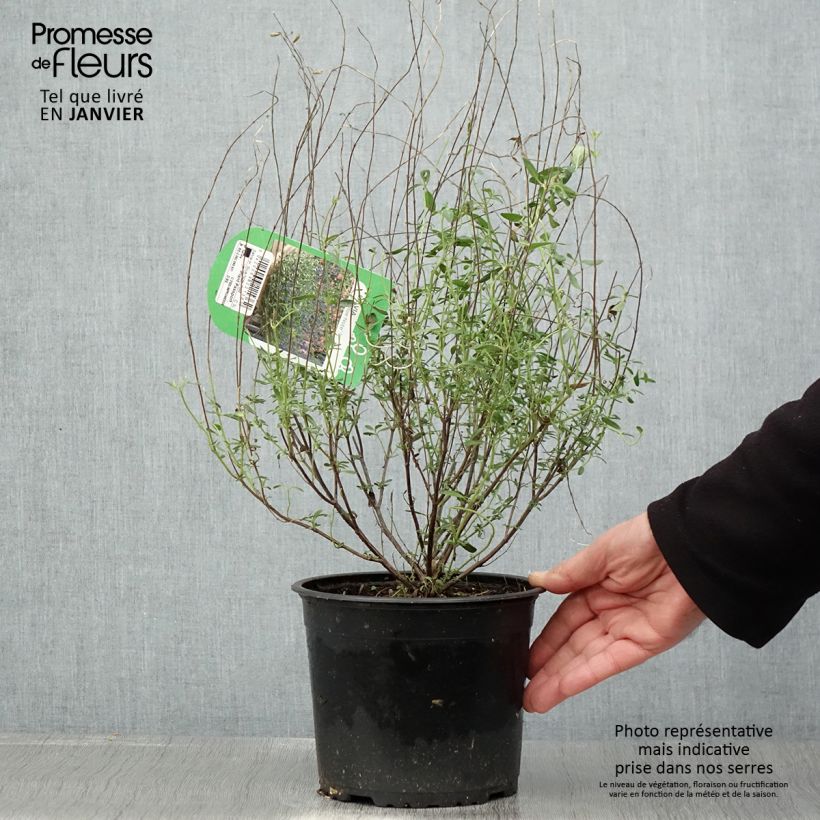 Example of Sauge arbustive Blue Note - Salvia microphylla Pot van 2 l/3 l as you get in hiver