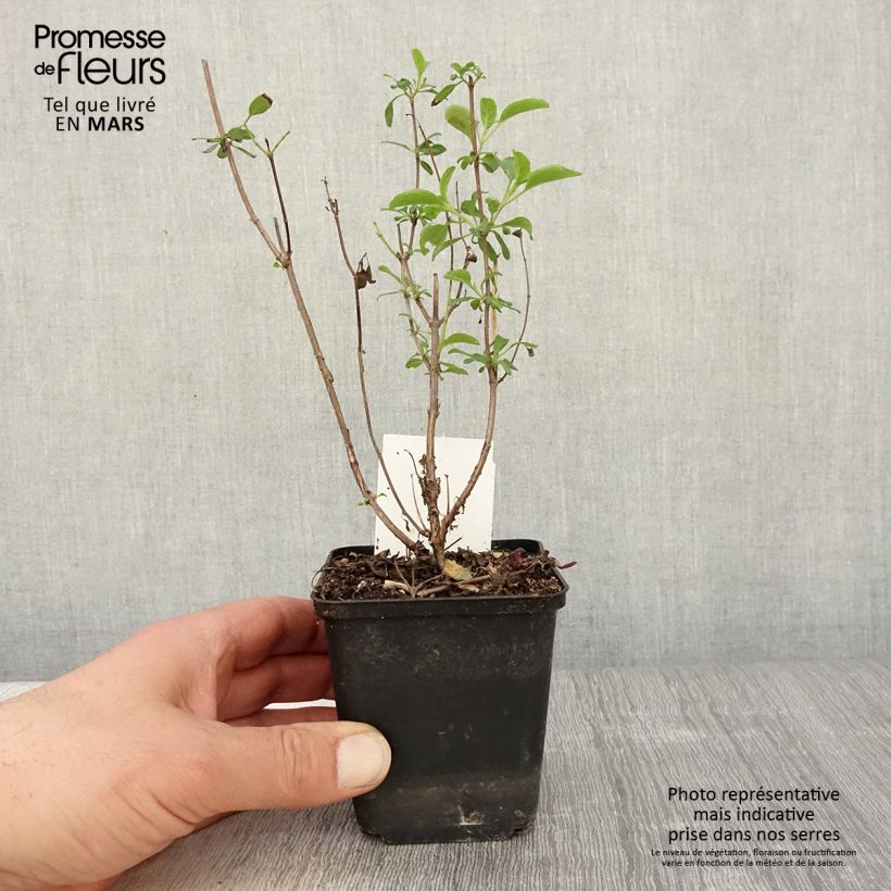 Exemplaar van Salvia microphylla Gletsjer - Struiksalie Kweekpotje van 8/9 cm zoals geleverd in de lente