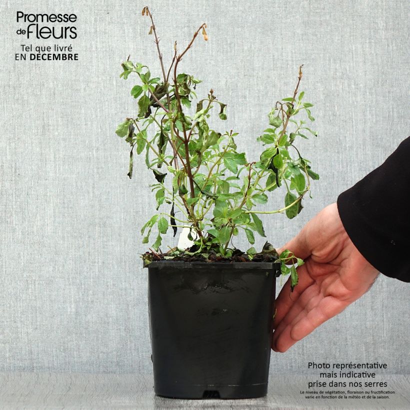 Example of Sauge arbustive Gletsjer - Salvia microphylla Pot van 2 l/3 l as you get in hiver