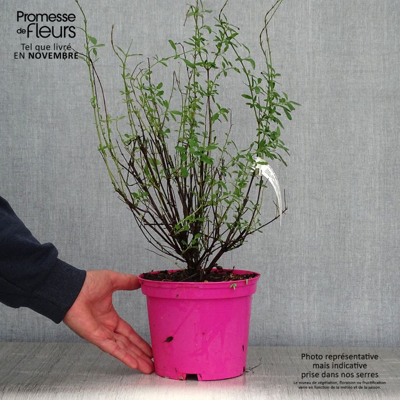 Exemplaar van Salvia greggii Icing Sugar - Herfstsalie Pot van 2 l/3 l zoals geleverd in de herfst