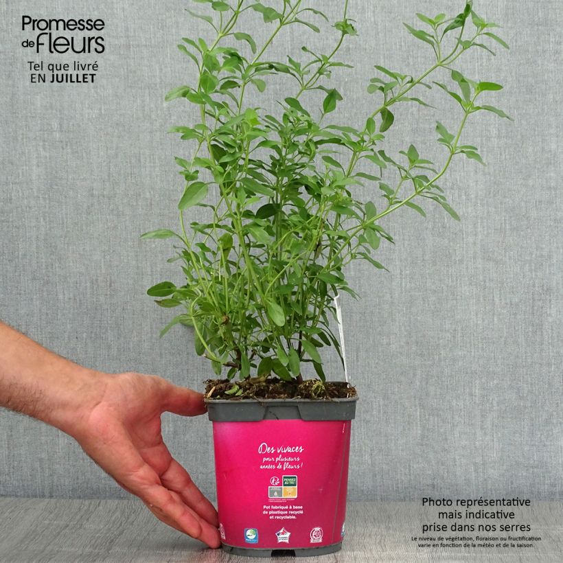 Exemplaar van Salvia greggii Icing Sugar - Herfstsalie Pot van 2 l/3 l zoals geleverd in de zomer