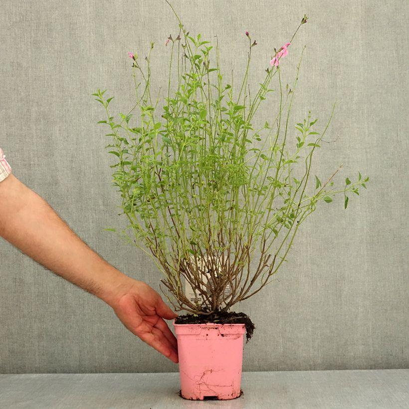 Exemplaar van Salvia jamensis - Herfstsalie Pot van 2 l/3 l zoals geleverd in de zomer
