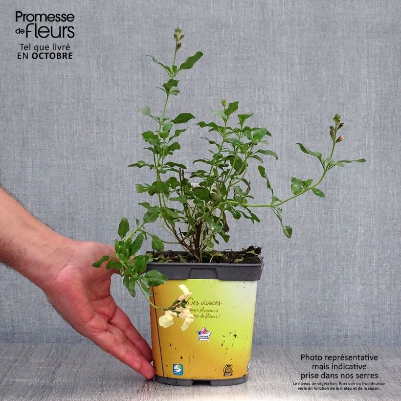 Exemplaar van Salvia jamensis Melen - Struiksalie Pot van 2 l/3 l zoals geleverd in de herfst