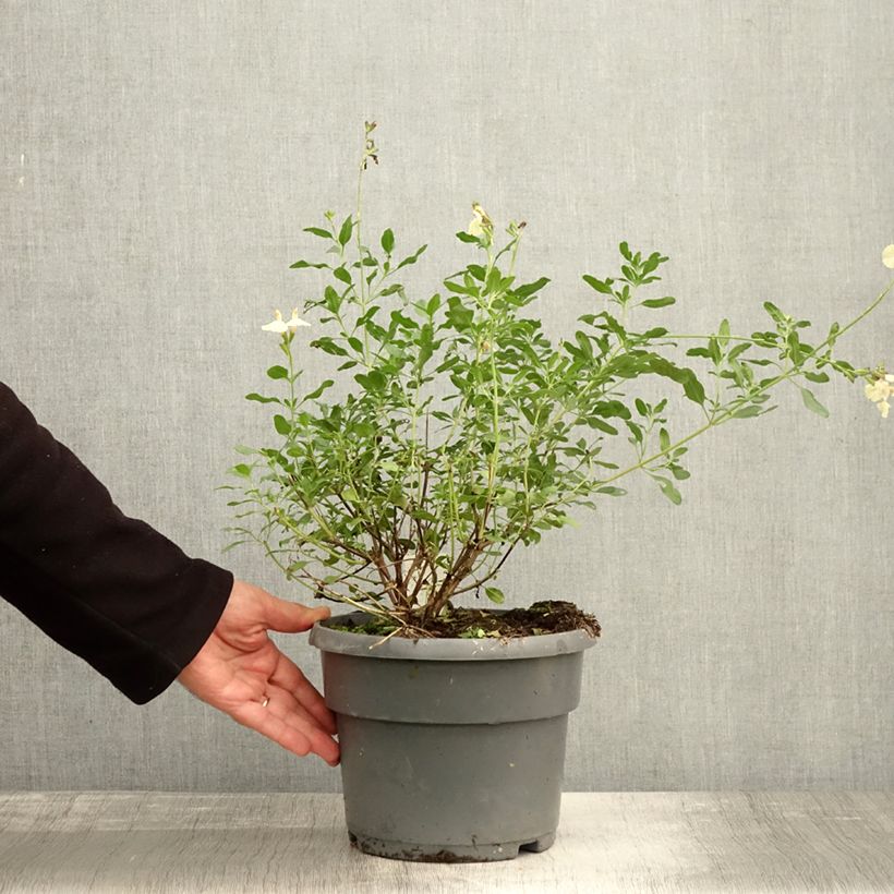 Exemplaar van Sauge arbustive Melen - Salvia jamensis Pot de 4L/5L zoals geleverd in de herfst