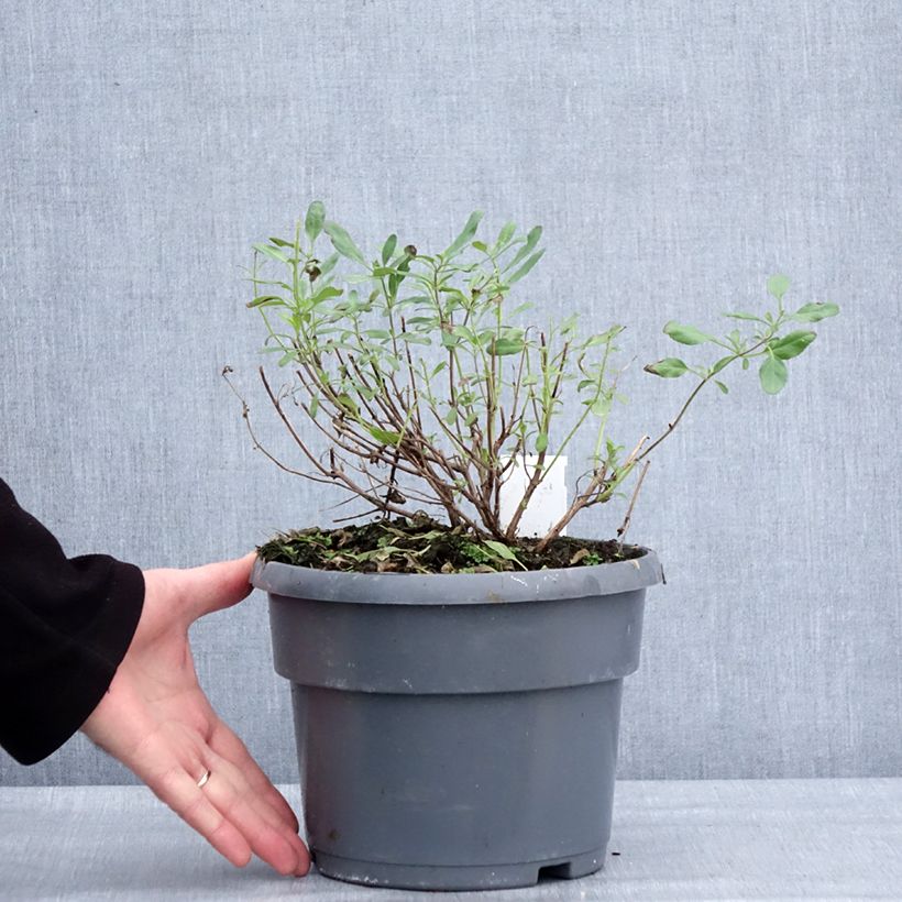 Example of Salvia jamensis Melen - Struiksalie Pot van 4 l/5 l as you get in hiver