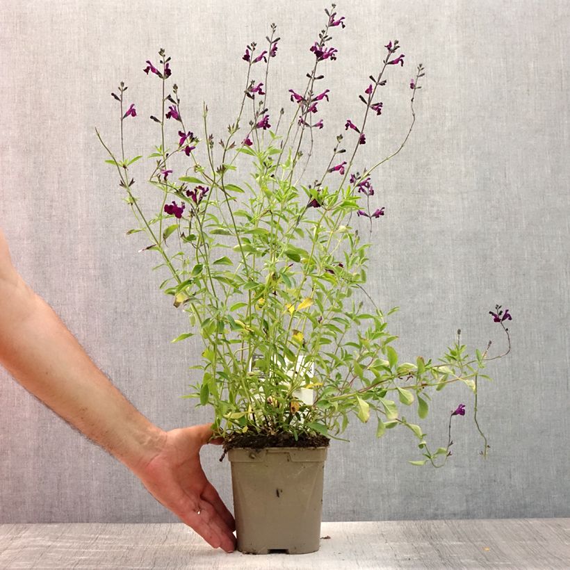 Exemplaar van Salvia microphylla Nachtvlinder - Struiksalie Pot van 2 l/3 l zoals geleverd in de zomer