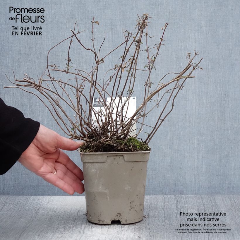 Example of Salvia microphylla Nachtvlinder - Struiksalie Pot van 2 l/3 l as you get in hiver