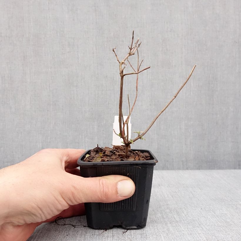 Example of Salvia microphylla Pink Lips Jeremy - Struiksalie Kweekpotje van 8/9 cm as you get in hiver