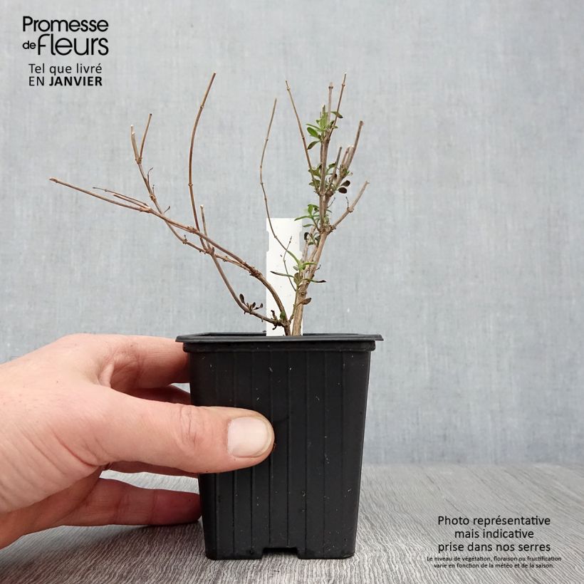 Example of Salvia jamensis Reve Rouge - Struiksalie Kweekpotje van 8/9 cm as you get in hiver