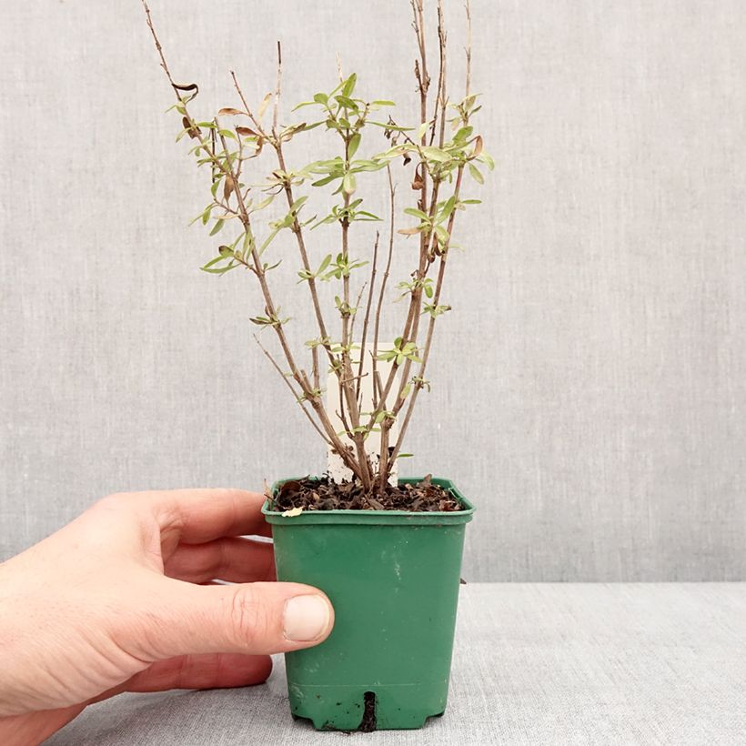 Example of Salvia greggii Mirage Burgundy - Herfstsalie Kweekpotje van 8/9 cm as you get in hiver