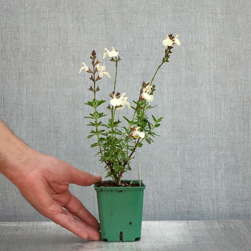 Exemplaar van Salvia greggii Mirage Cream - Herfstsalie Kweekpotje van 8/9 cm zoals geleverd in de zomer
