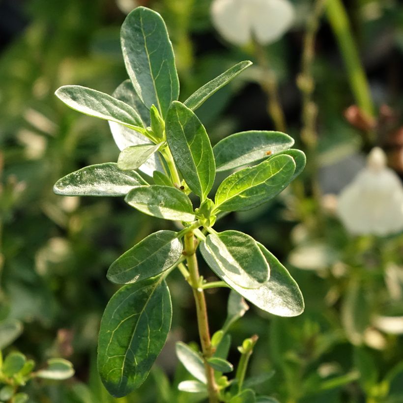 Salvia greggii Mirage Cream - Herfstsalie (Blad)