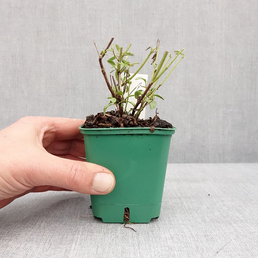 Example of Sauge arbustive - Salvia greggii Mirage Salmon Kweekpotje van 8/9 cm as you get in hiver