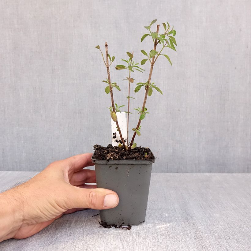 Exemplaar van Salvia greggii Mirage Violet - Herfstsalie Kweekpotje van 8/9 cm zoals geleverd in de herfst