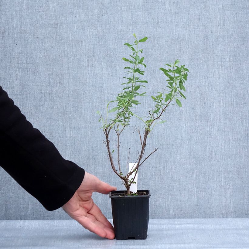 Example of Sauge arbustive - Salvia greggii Sungold (Devon Cream) Kweekpotje van 8/9 cm as you get in hiver