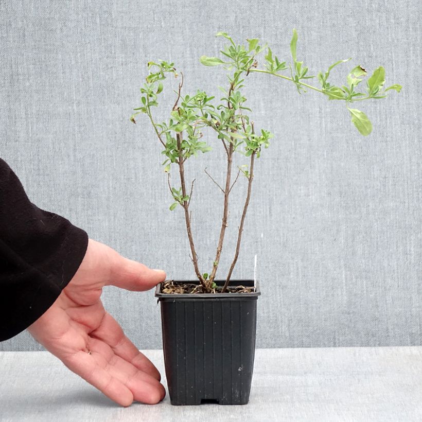 Exemplaar van Salvia greggii Sungold - Herfstsalie Kweekpotje van 8/9 cm zoals geleverd in de lente