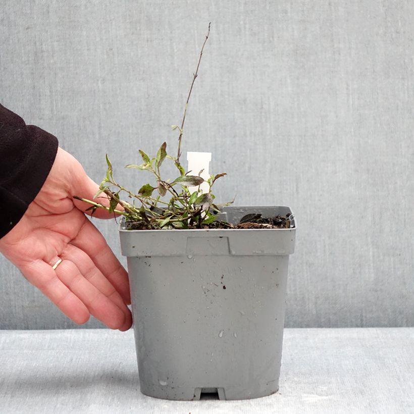 Example of Salvia jamensis Raspberry Royal - Struiksalie Pot van 2 l/3 l as you get in hiver