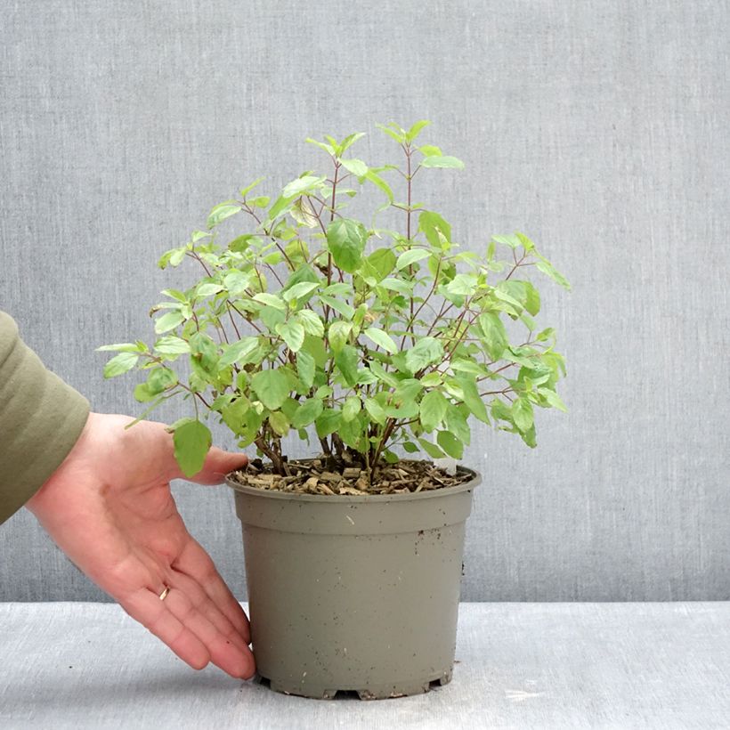 Example of Sauge arbustive - Salvia microphylla Hot Lips Pot van 2 l/3 l as you get in hiver