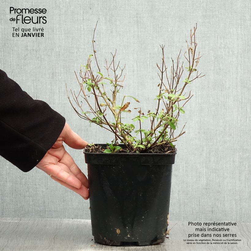 Example of Salvia microphylla So Cool Pale Blue - Struiksalie Pot van 3 l/4 l as you get in hiver