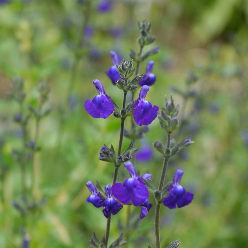 Salvia nemorosa Victoria Blue - Struiksalie (Flowering)