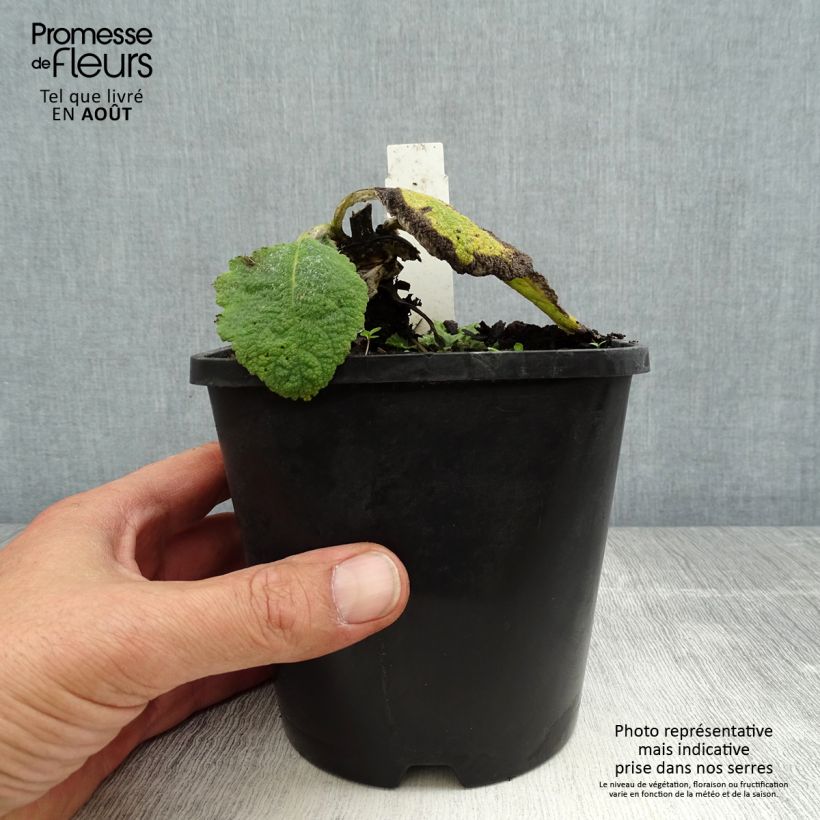 Exemplaar van Salvia argentea - Zilversalie Pot van 1,5 l/2 l zoals geleverd in de zomer