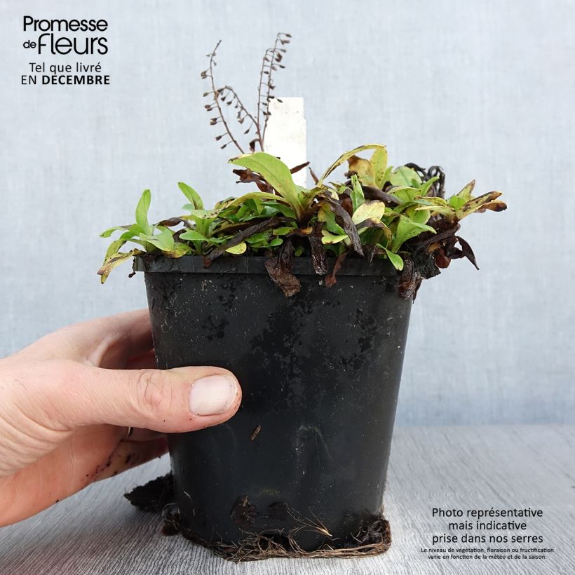 Example of Sauge argentée - Salvia argentea  Pot van 1,5 l/2 l as you get in hiver