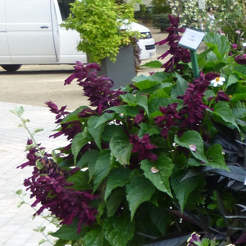 Salvia Gogo Purple - Vuursalie (Flowering)