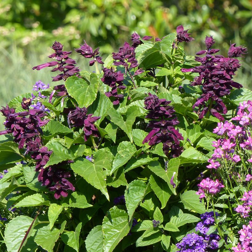 Salvia Gogo Purple - Vuursalie (Plant habit)