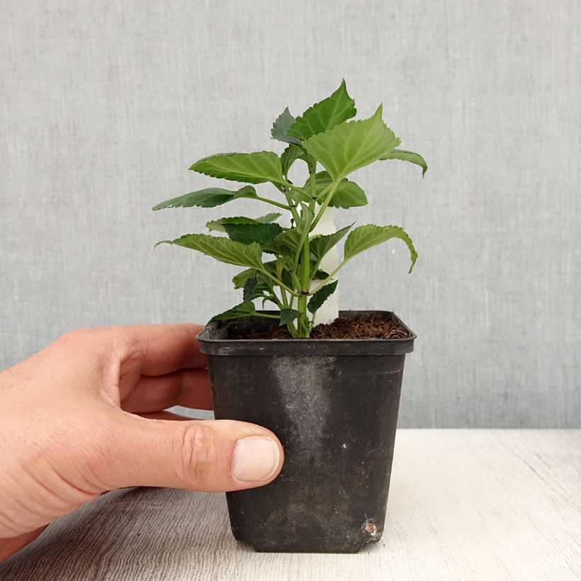 Example of Sauge Gogo Purple Kweekpotje van 8/9 cm as you get in printemps