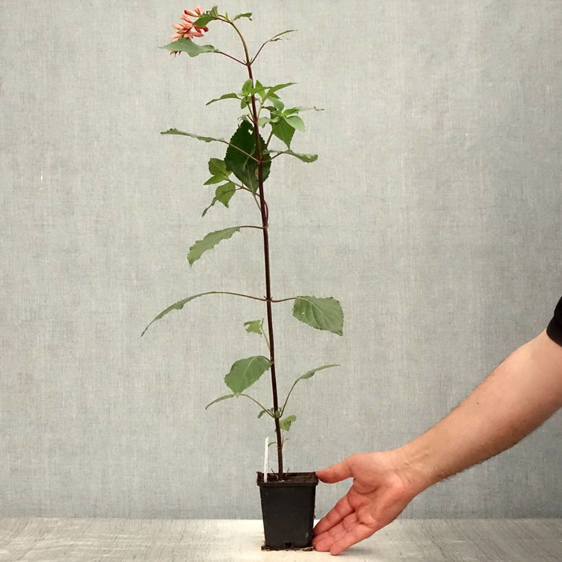 Exemplaar van Salie Ember's Wish Kweekpotje van 8/9 cm zoals geleverd in de zomer