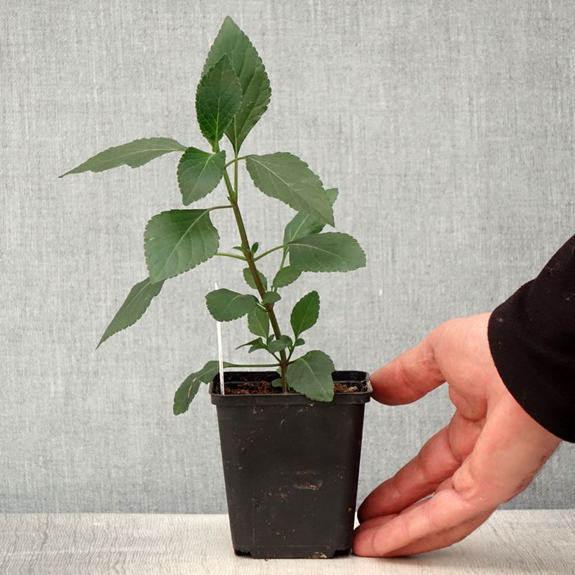 Example of Sauge hybride Kisses and Wishes Kweekpotje van 8/9 cm as you get in printemps