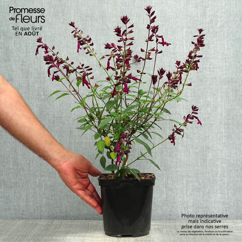 Exemplaar van Salvia Love and Wishes - Struiksalie Pot van 2 l/3 l zoals geleverd in de zomer