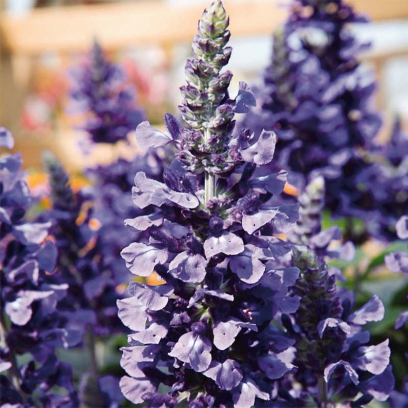 Salvia Mystic Spires Blue Improved - Meelsalie (Flowering)
