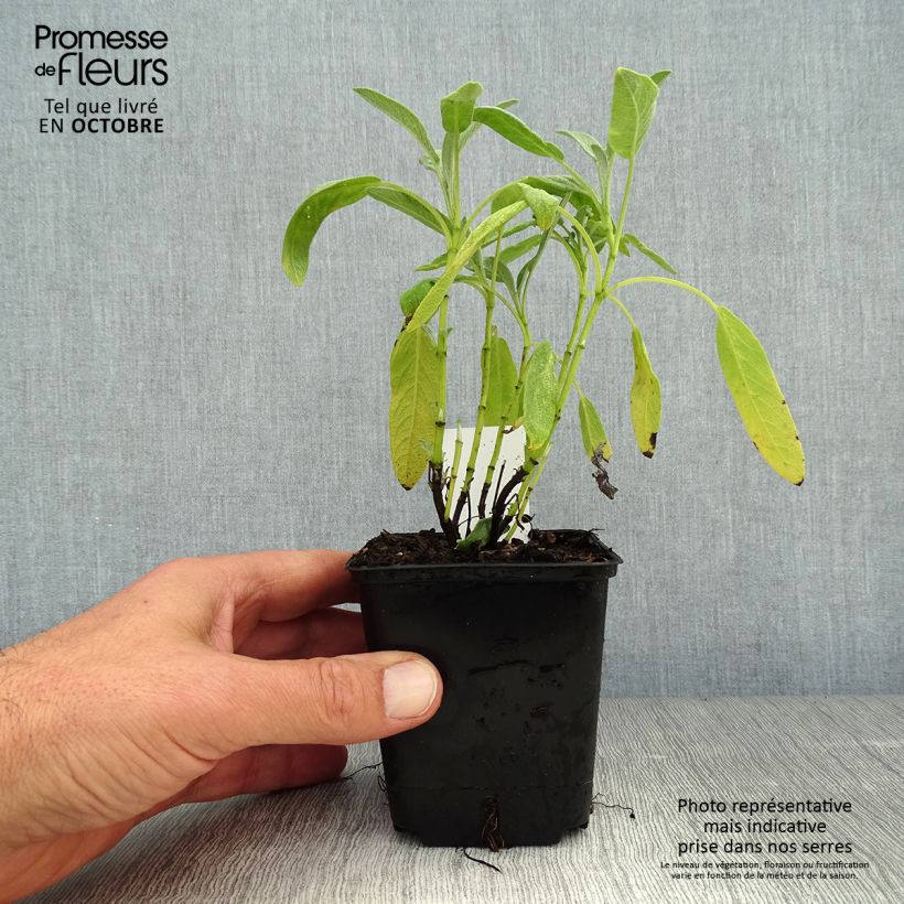Exemplaar van Salvia officinalis Albiflora - Echte salie Kweekpotje van 8/9 cm zoals geleverd in de herfst