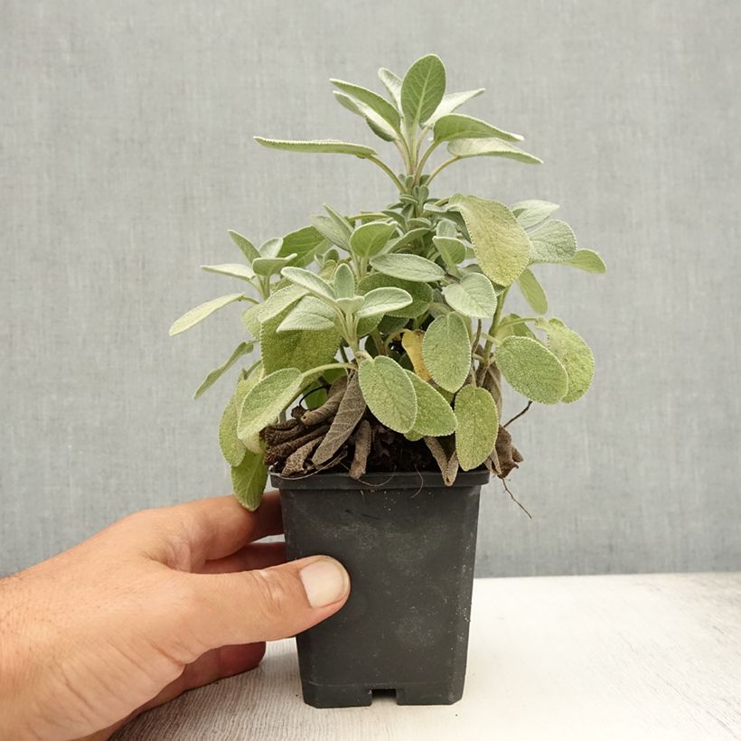 Exemplaar van Salvia officinalis Berggarten - Echte salie Kweekpotje van 8/9 cm zoals geleverd in de zomer