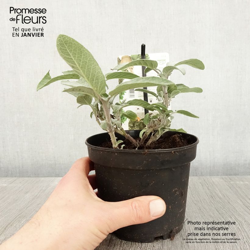 Exemplaar van Echte salie Maxima Pot van 1,5 l/2 l zoals geleverd in de winter