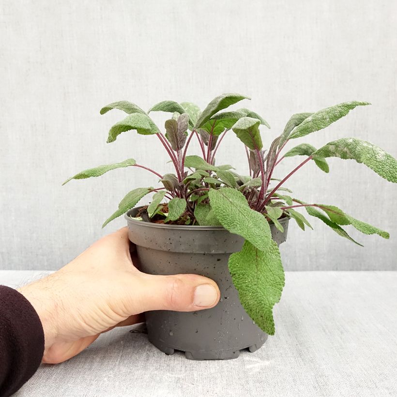 Exemplaar van Salvia officinalis Purpurascens - Echte salie Pot van 1,5 l/2 l zoals geleverd in de herfst
