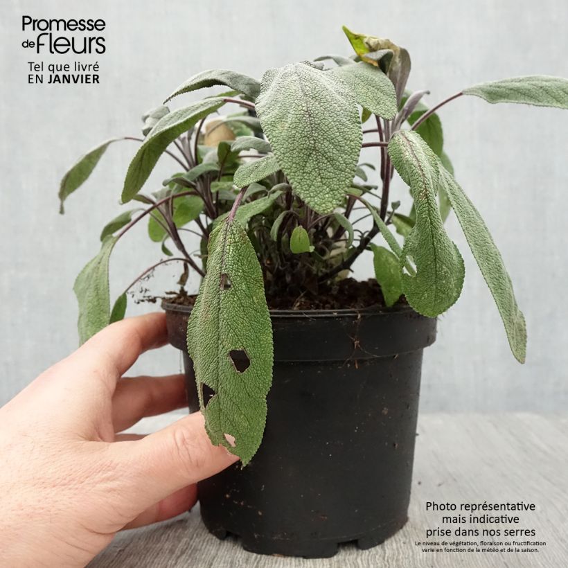 Example of Salvia officinalis Purpurascens - Echte salie Pot van 1,5 l/2 l as you get in hiver