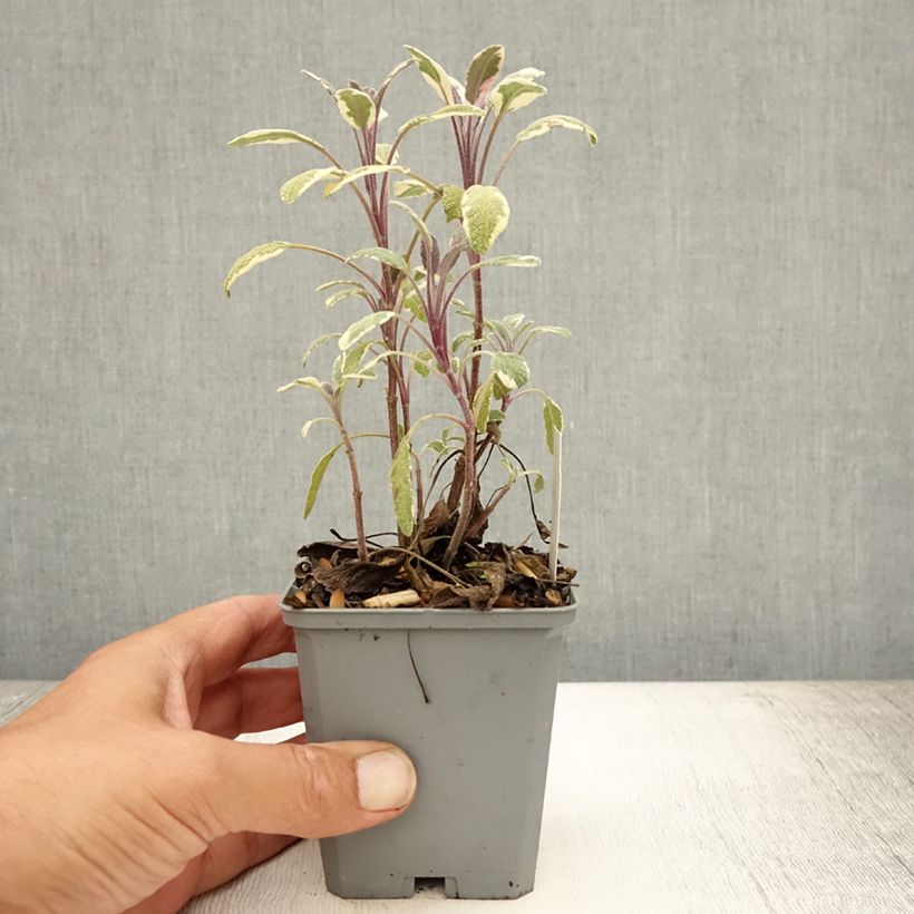 Exemplaar van Salvia officinalis Tricolor - Echte salie Kweekpotje van 7/8 cm zoals geleverd in de zomer