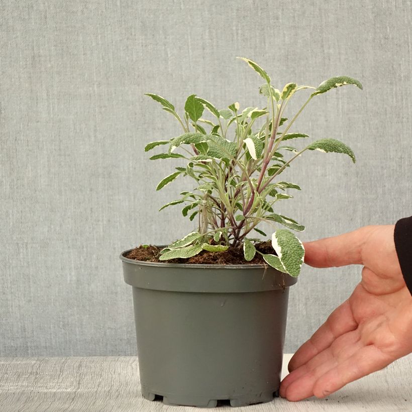 Exemplaar van Salvia officinalis Tricolor - Echte salie Pot van 1,5 l/2 l zoals geleverd in de herfst