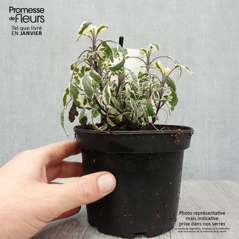 Example of Salvia officinalis Tricolor - Echte salie Pot van 1,5 l/2 l as you get in hiver