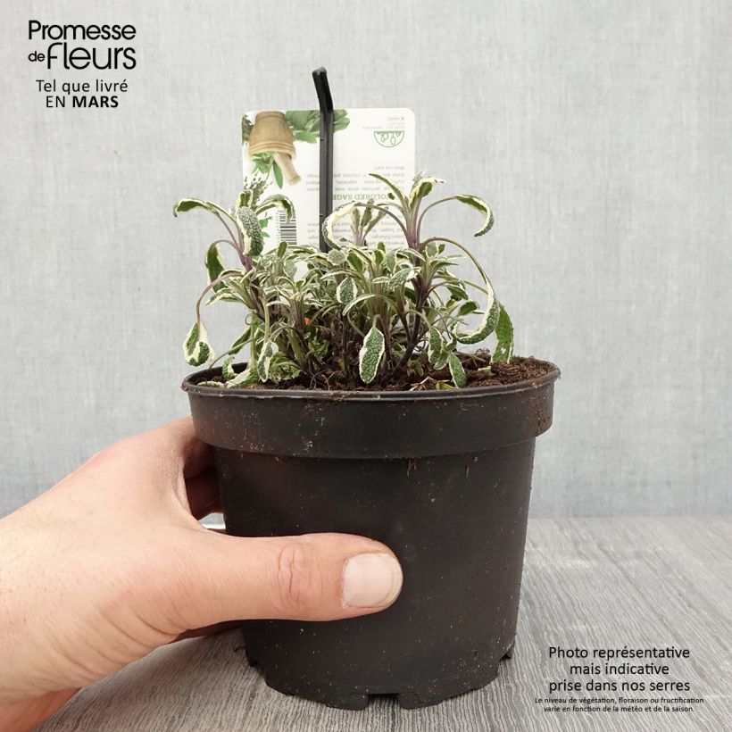 Exemplaar van Salvia officinalis Tricolor - Echte salie Pot van 1,5 l/2 l zoals geleverd in de lente