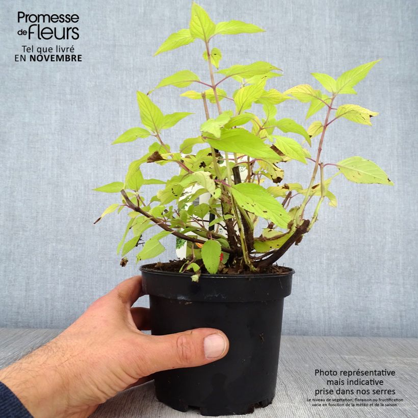 Exemplaar van Sauge ananas Golden Delicious Pot de 1,5L/2L zoals geleverd in de herfst