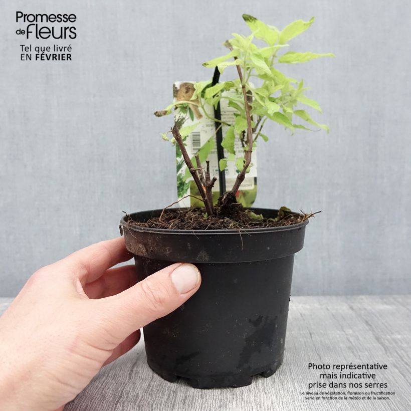 Example of Salvia elegans Golden Delicious - Ananassalie Pot van 1,5 l/2 l as you get in hiver